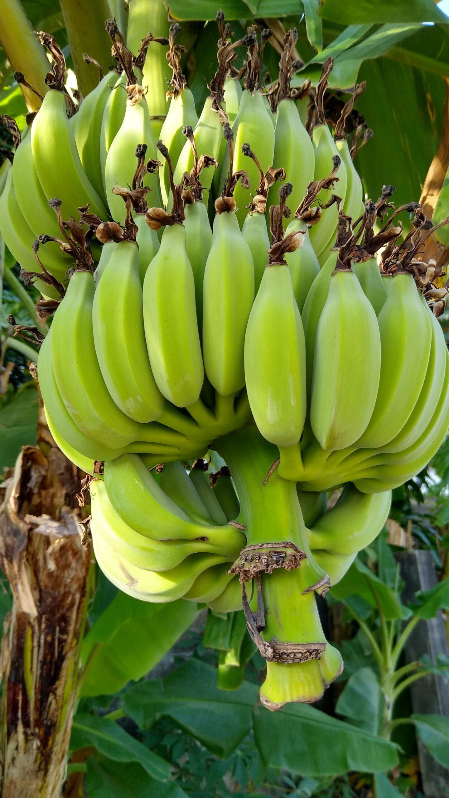 banany_tajlandia